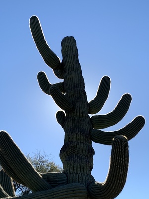 cactus backlight