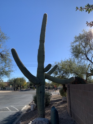 The frisky cactus says 'How you doin?'