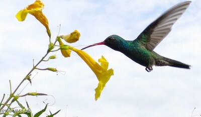 Hummingbird at the hummingbird bush