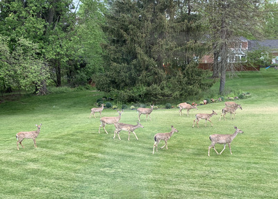 The regular amount of deer in the back yard