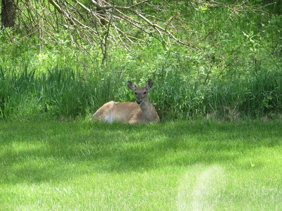 Deer in repose at the edge of the trees