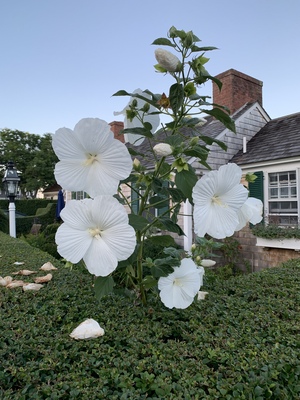 This looks like a 'hardy hibiscus' because the flowers are HUGE! About 1 foot across.