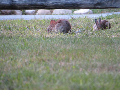 Little bunnies nibbling in the front yard