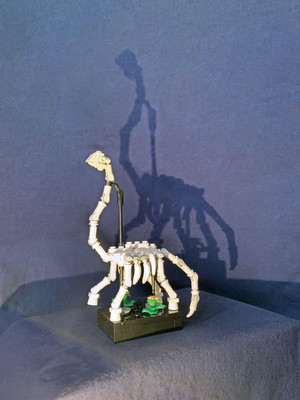 Apatosaurus skeleton