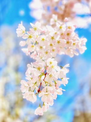 Cherry blossoms by LaTur