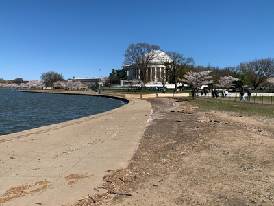 This is the part of the Tidal Basin where the seawall is failing. The trees all died because it floods twice a day.