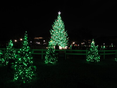 State trees surround the main tree