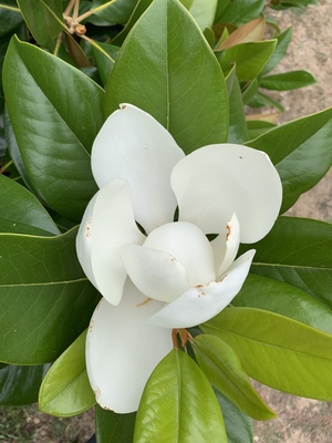Magnolia blossom