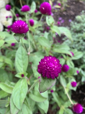 Gomphrena globosa or globe amaranth
