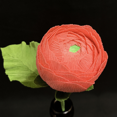 Pink Ranunculus