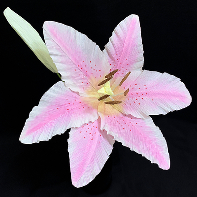 Stargazer Lily