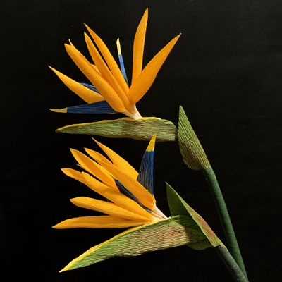Bird of Paradise