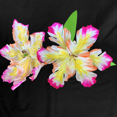 Parrot Tulips