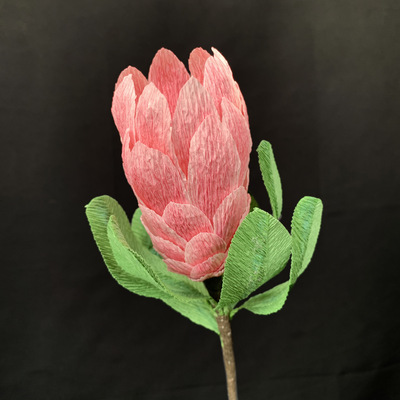 Queen Protea