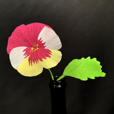 Multi-Colored Pansy
